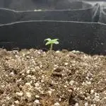 Gdp auto- seedsupreme