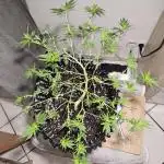 Gorilla glue
