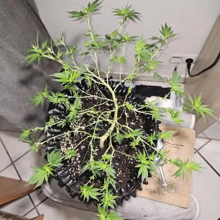 Gorilla glue