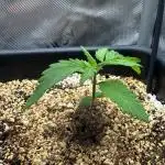 Sweet Pure Auto CBD