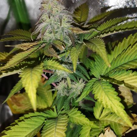 1st grow: Black Jack F1 F.V. ~ "Gertru"