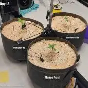 Pineapple OG | Mango Frost | G. Cookies