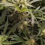 OS Mango Haze, Headbanger, Sour Jealousy