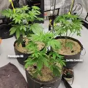 Pineapple OG | Mango Frost | G. Cookies