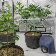 Apollo, Super Orange Haze, Cinderella J.