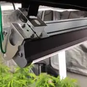 OS Mango Haze, Headbanger, Sour Jealousy