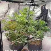 Pineapple OG | Mango Frost | G. Cookies