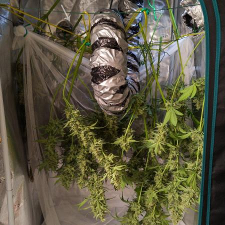 Apollo, Super Orange Haze, Cinderella J.