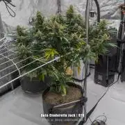 Apollo, Super Orange Haze, Cinderella J.