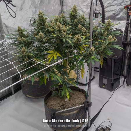 Apollo, Super Orange Haze, Cinderella J.