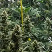 Apollo, Super Orange Haze, Cinderella J.