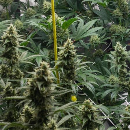 Apollo, Super Orange Haze, Cinderella J.