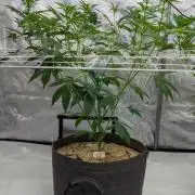 Apollo, Super Orange Haze, Cinderella J.