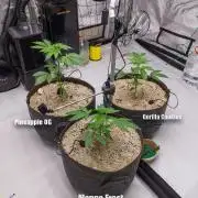 Pineapple OG | Mango Frost | G. Cookies