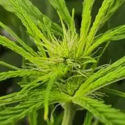 OS Mango Haze, Headbanger, Sour Jealousy