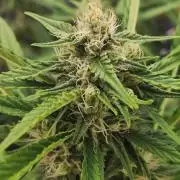 OS Mango Haze, Headbanger, Sour Jealousy