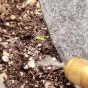 Mephisto OSHM, 505HB, 2F4B SJ