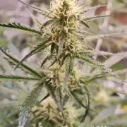 Apollo, Super Orange Haze, Cinderella J.