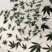 Apollo, Super Orange Haze, Cinderella J.