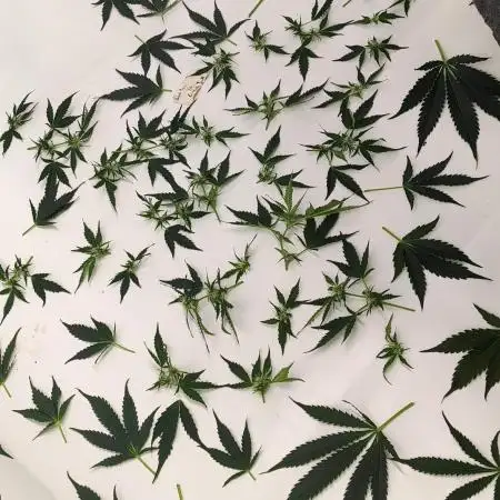Apollo, Super Orange Haze, Cinderella J.