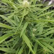 OS Mango Haze, Headbanger, Sour Jealousy