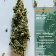 Apollo, Super Orange Haze, Cinderella J.