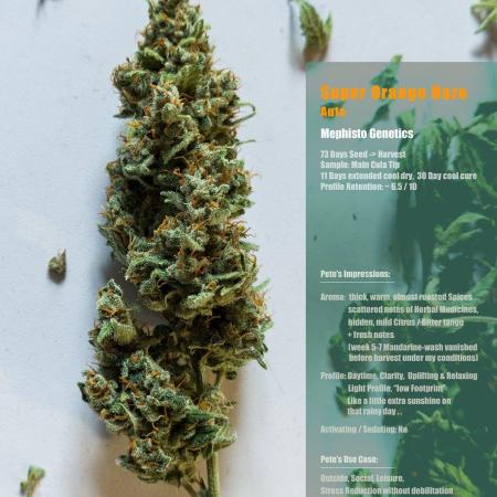 Apollo, Super Orange Haze, Cinderella J.