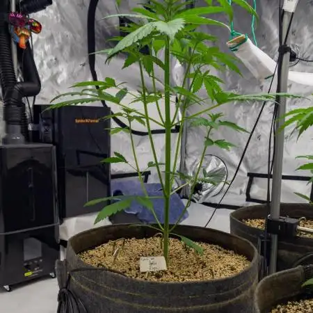 Apollo, Super Orange Haze, Cinderella J.