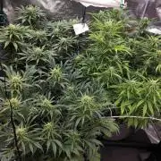 OS Mango Haze, Headbanger, Sour Jealousy