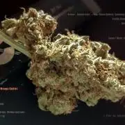 Apollo, Super Orange Haze, Cinderella J.