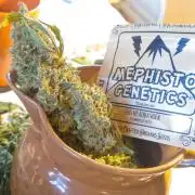 OS Mango Haze, Headbanger, Sour Jealousy