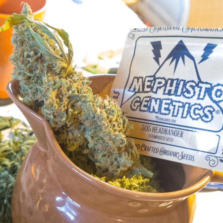 OS Mango Haze, Headbanger, Sour Jealousy
