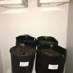 1 feminized: Critical Kush Atomical Haze