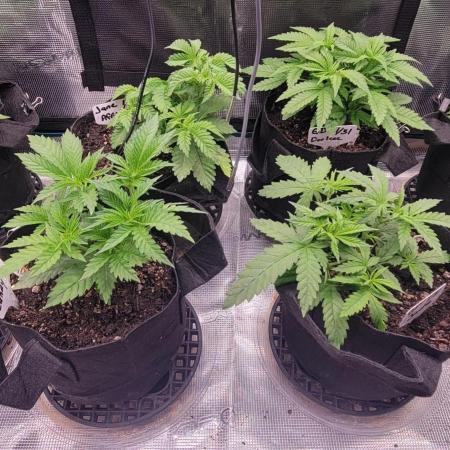 Grow 1