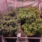 Grow 1