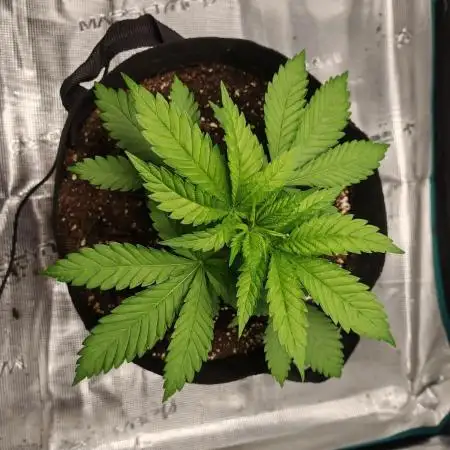 Critical Photoperiod - First Grow!