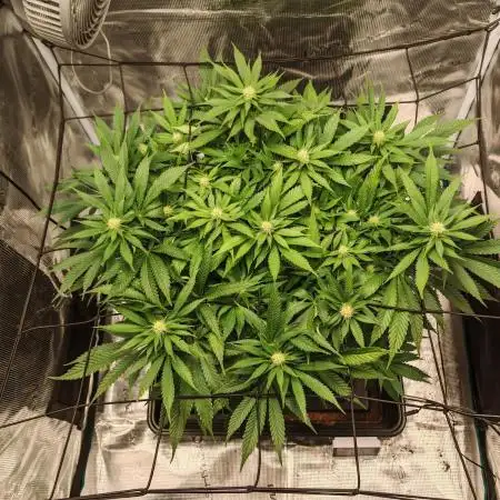 Critical Photoperiod - First Grow!