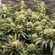 Critical Photoperiod - First Grow!