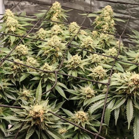 Critical Photoperiod - First Grow!