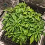 Critical Photoperiod - First Grow!