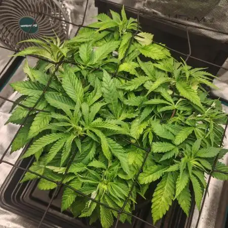 Critical Photoperiod - First Grow!
