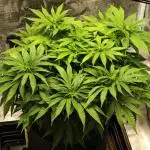 Critical Photoperiod - First Grow!