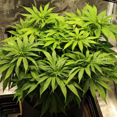 Critical Photoperiod - First Grow!