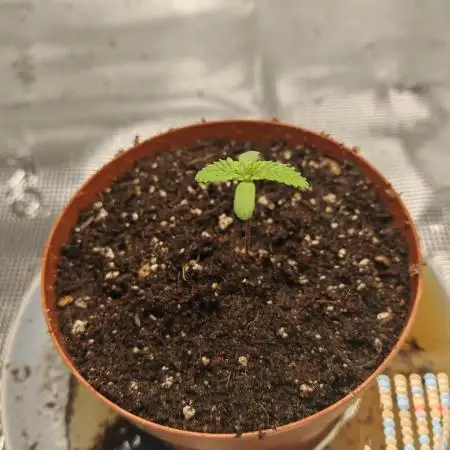 First Grow. RQS Critical.