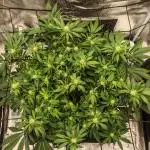 Critical Photoperiod - First Grow!