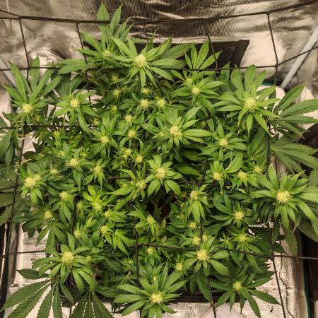 Critical Photoperiod - First Grow!