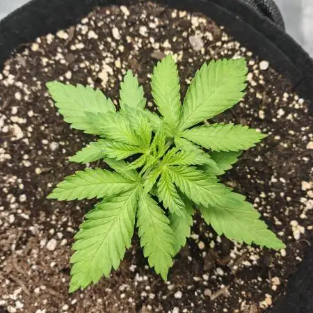 Critical Photoperiod - First Grow!