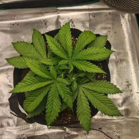 Critical Photoperiod - First Grow!