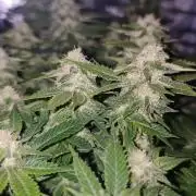 Critical Photoperiod - First Grow!