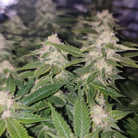 Critical Photoperiod - First Grow!